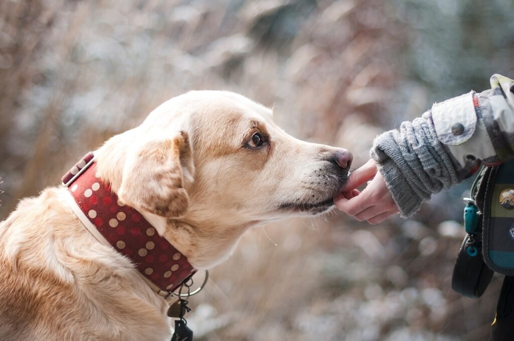 Reduce dog shedding
